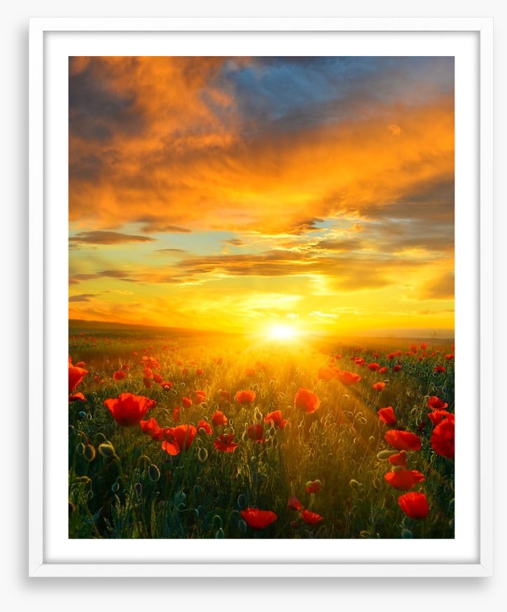 Poppy heaven