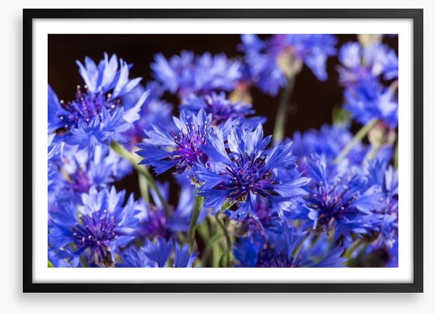 Cornflower blossom