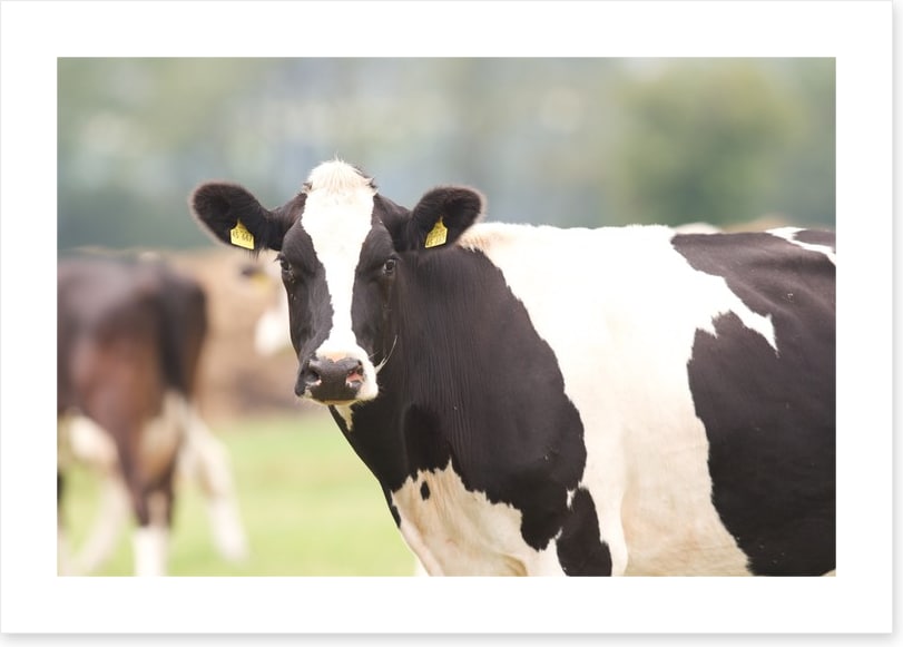 Agriculture