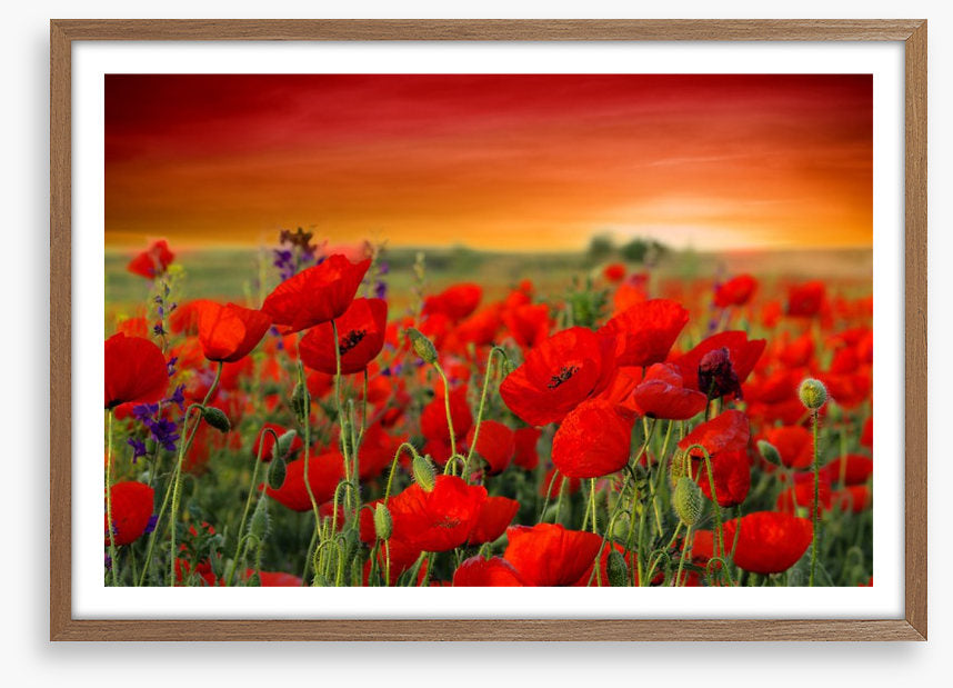 Scarlet red poppy field