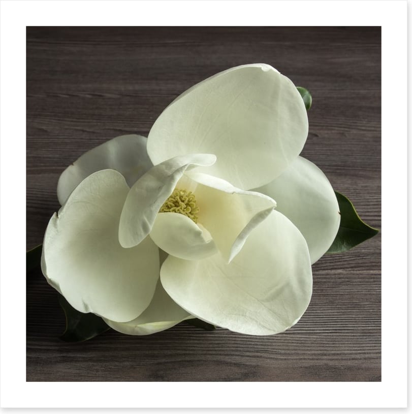 White magnolia