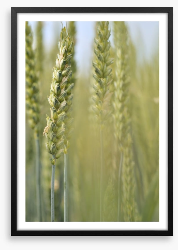 Agriculture