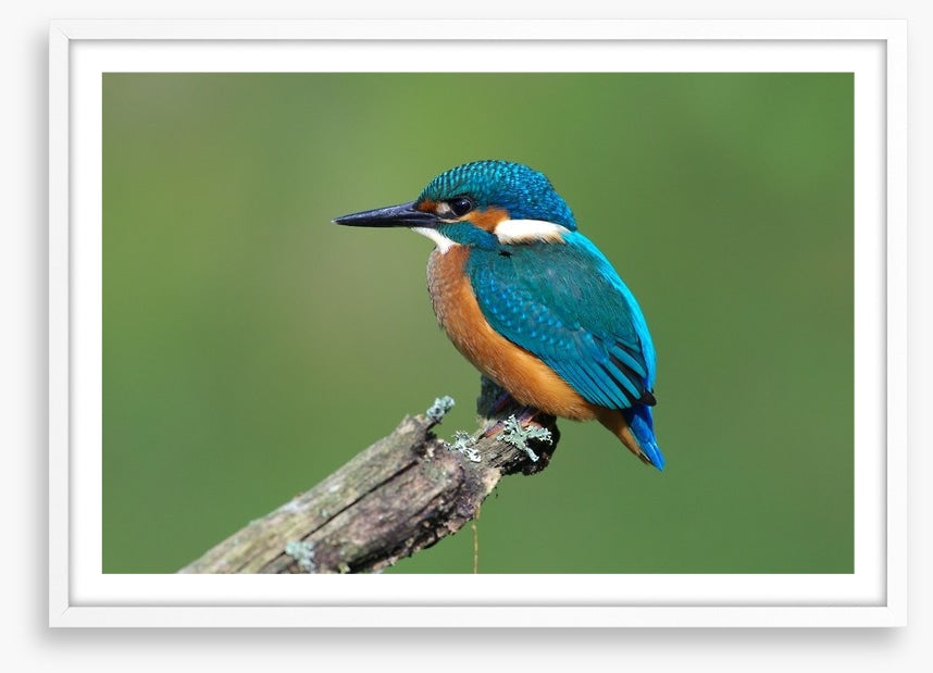 Beautiful blue Kingfisher