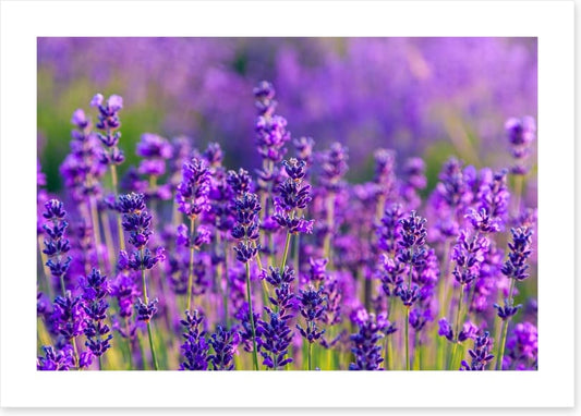 Vibrant lavender field