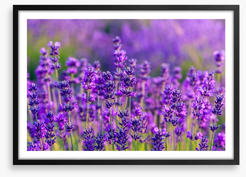Vibrant lavender field