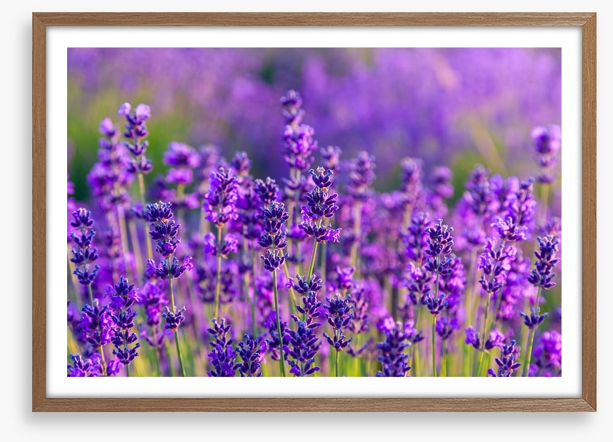 Vibrant lavender field
