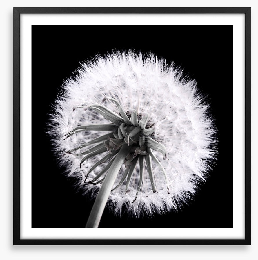 Dandelion eclipse
