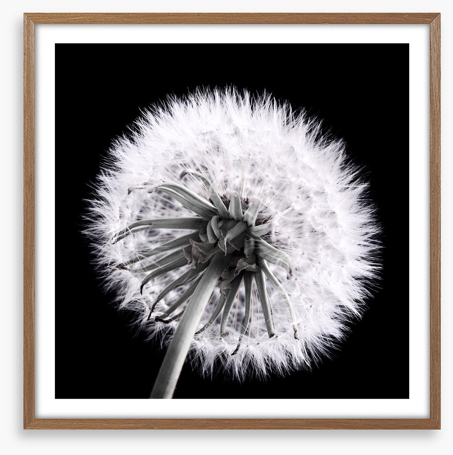 Dandelion eclipse