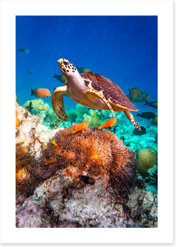 Hawksbill hello