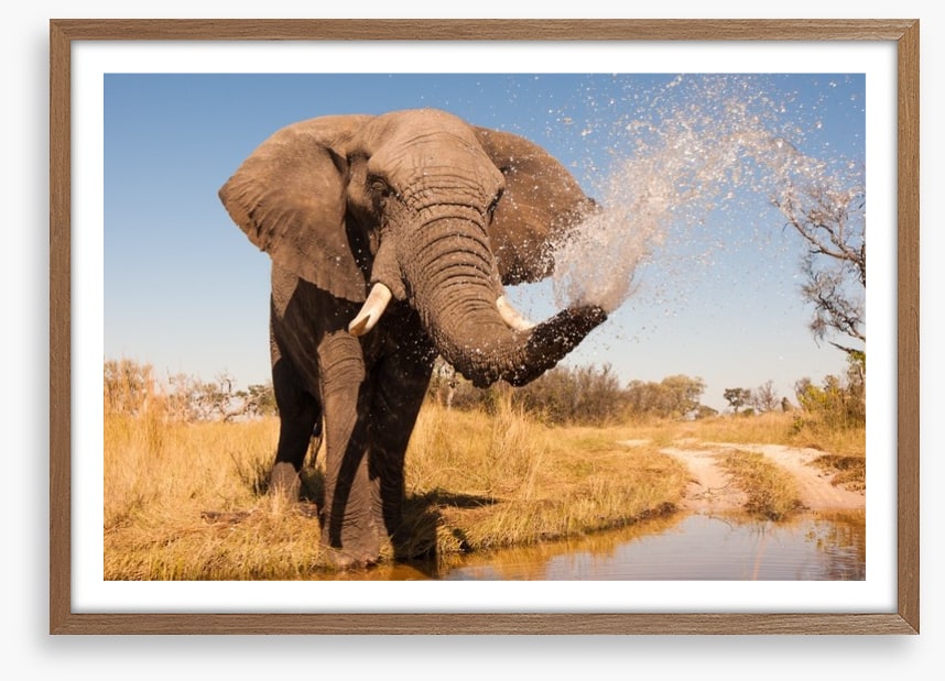 Elephant spray