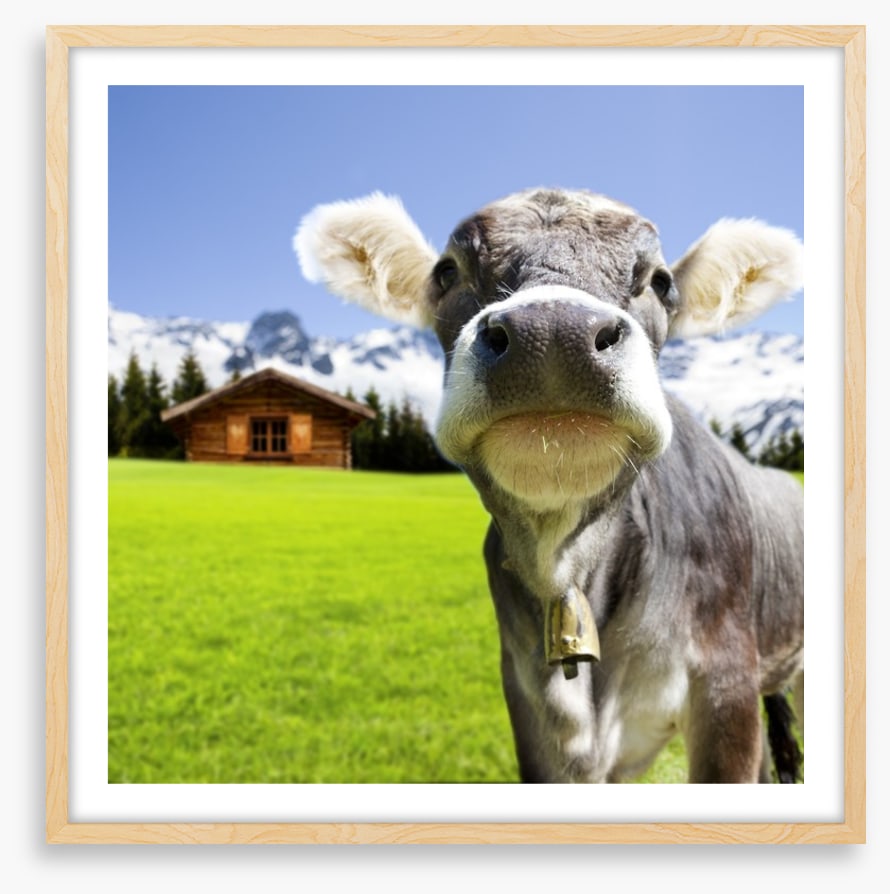 The dairy milk cow