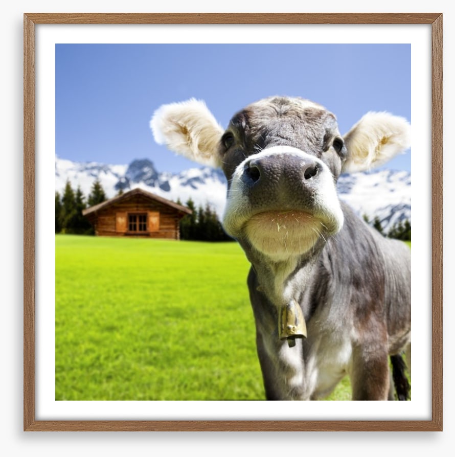 The dairy milk cow