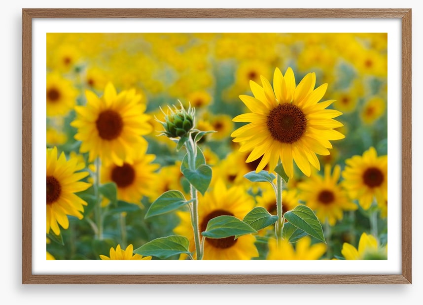 Sunflower field