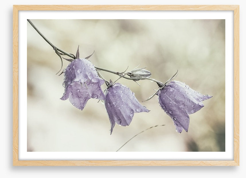 Bellflower beauty