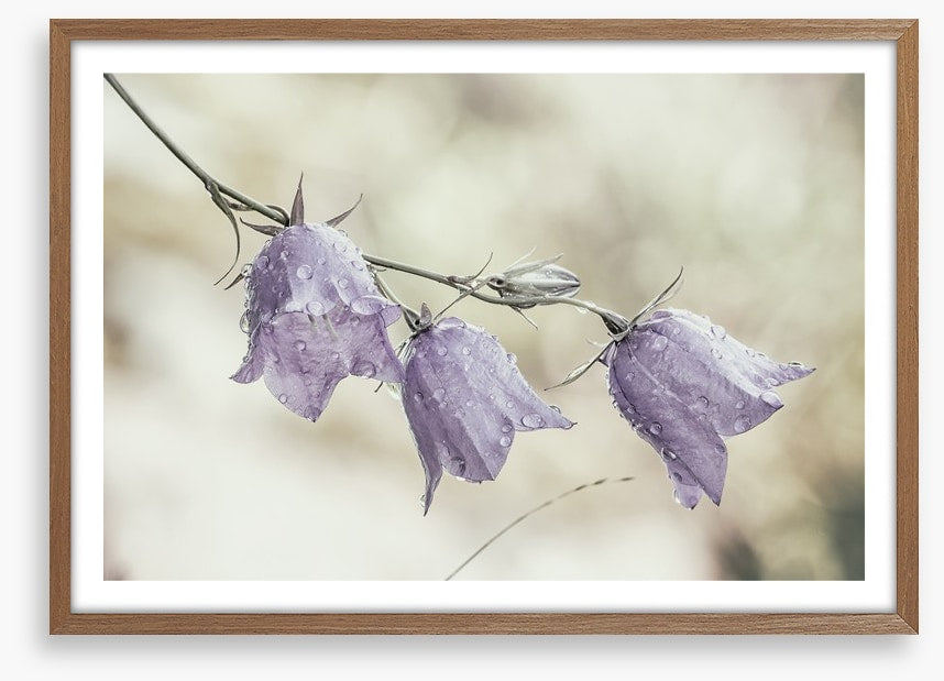 Bellflower beauty