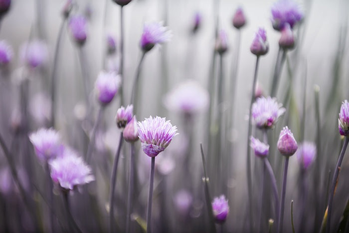 Flowering chives