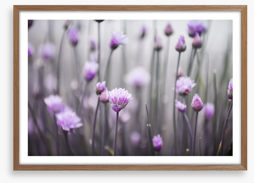 Flowering chives