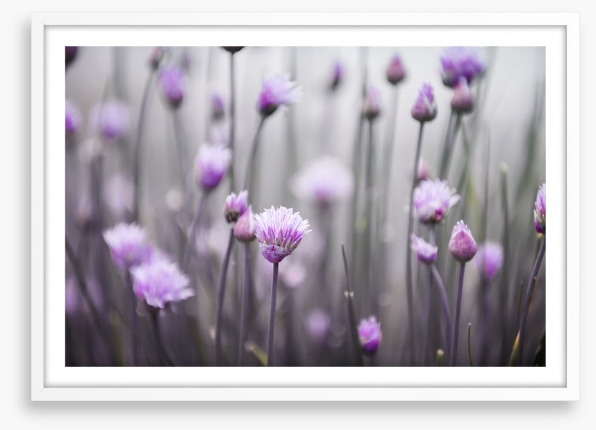 Flowering chives