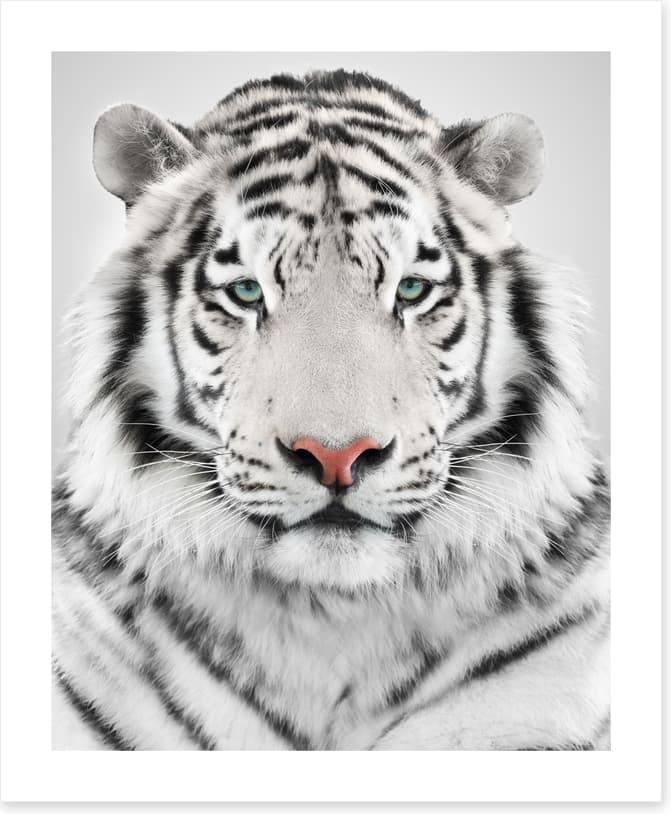 White tiger