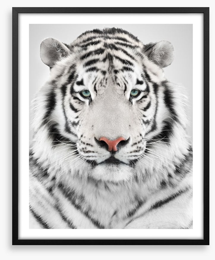 White tiger
