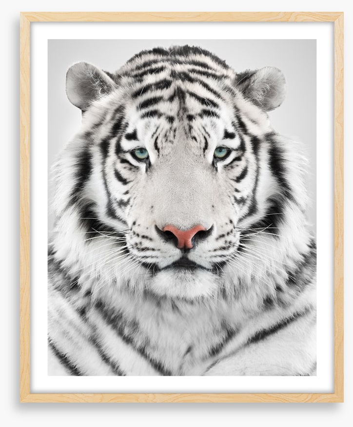 White tiger