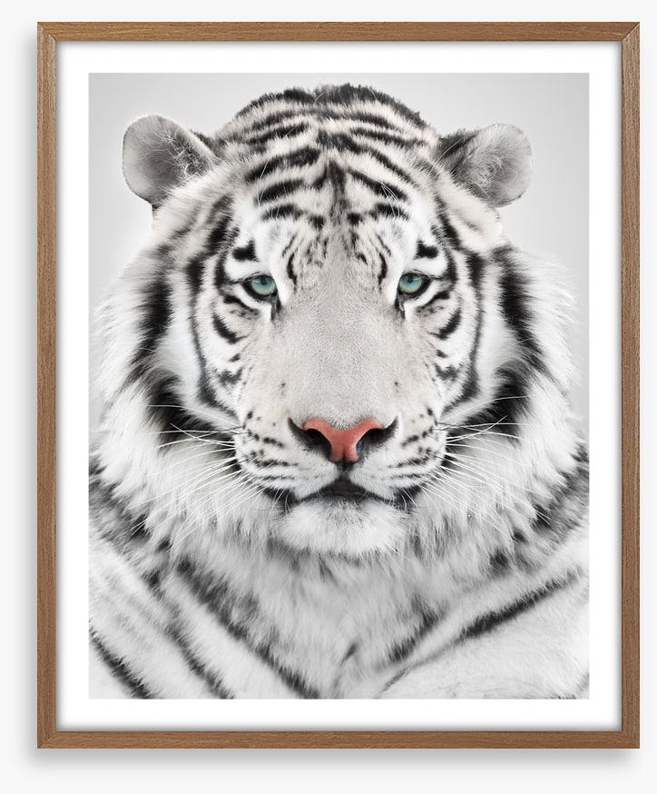 White tiger
