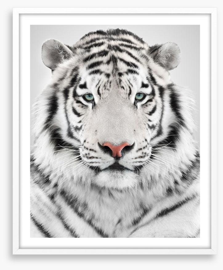 White tiger