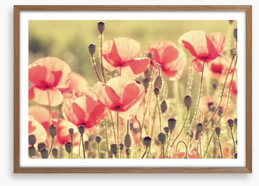 Poppy days
