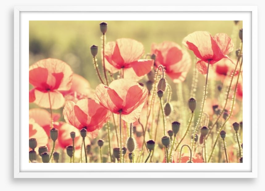 Poppy days