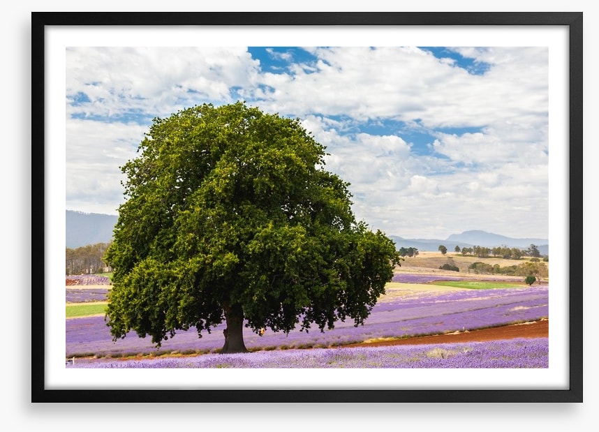 Tree in the lavender field