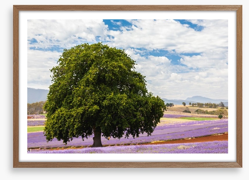 Tree in the lavender field