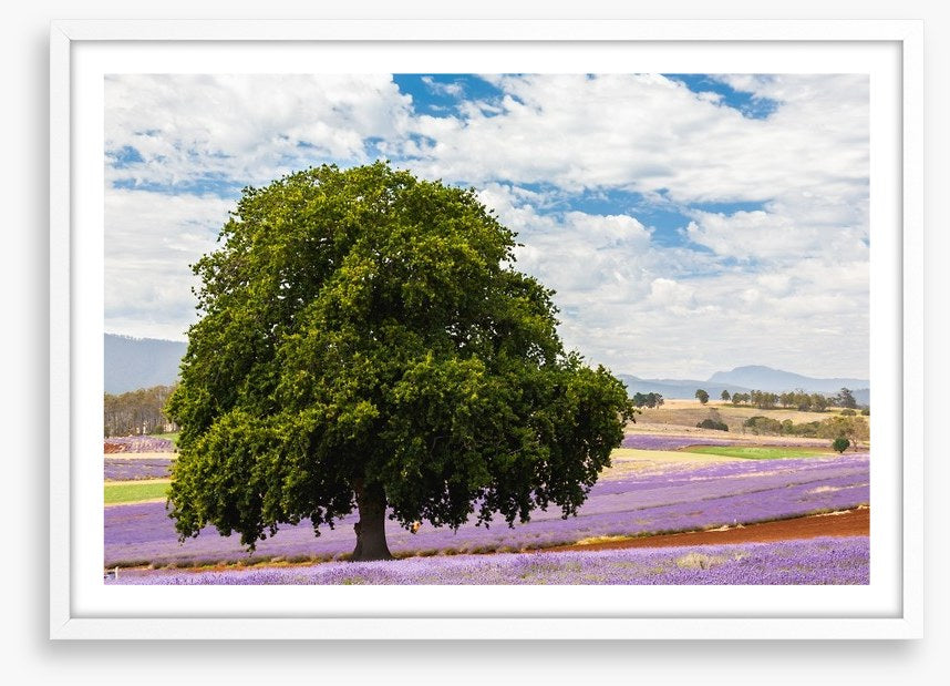 Tree in the lavender field