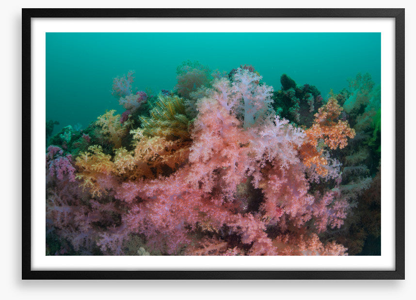 Soft coral sea