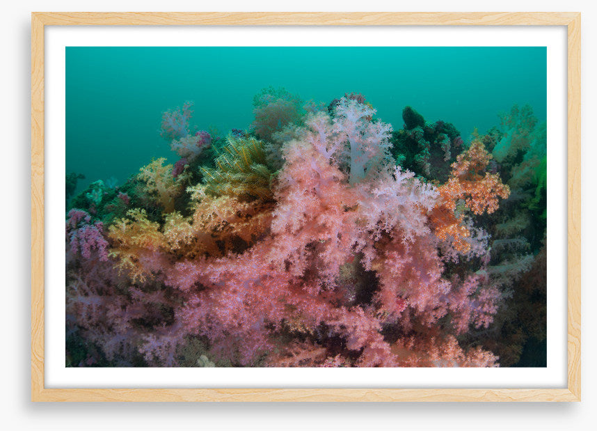 Soft coral sea