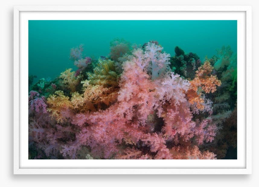 Soft coral sea