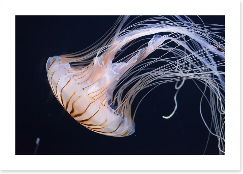 One jellyfish