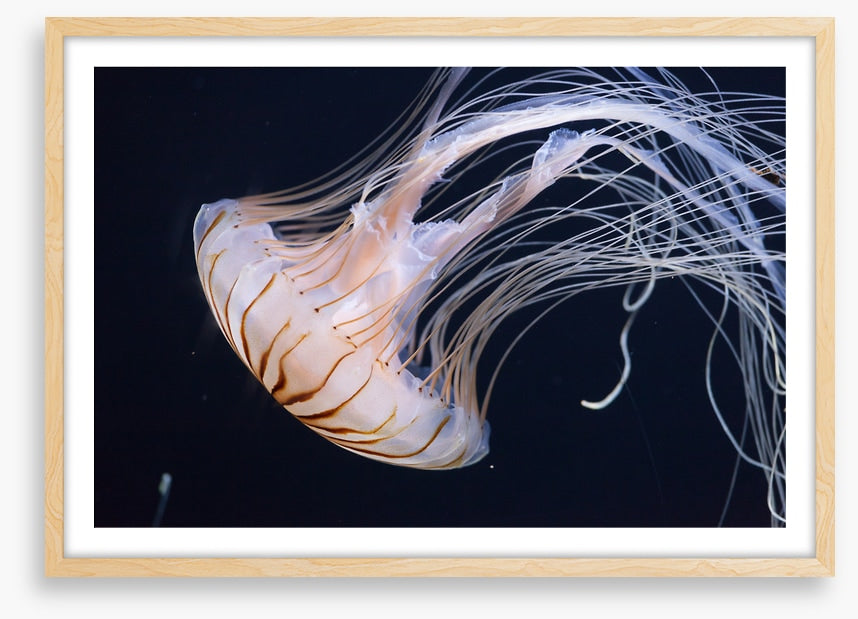 One jellyfish