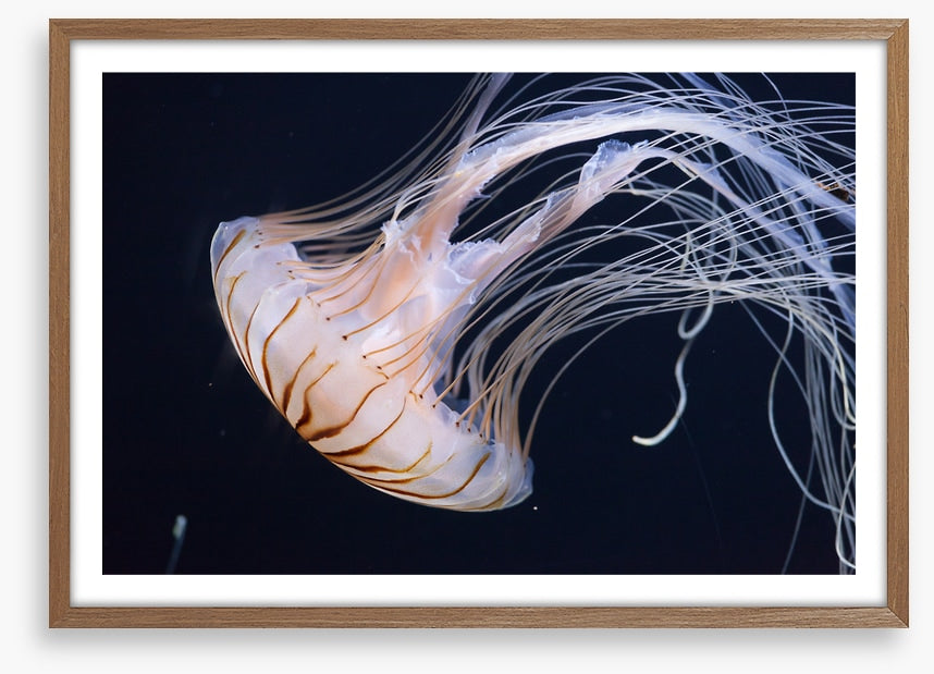 One jellyfish