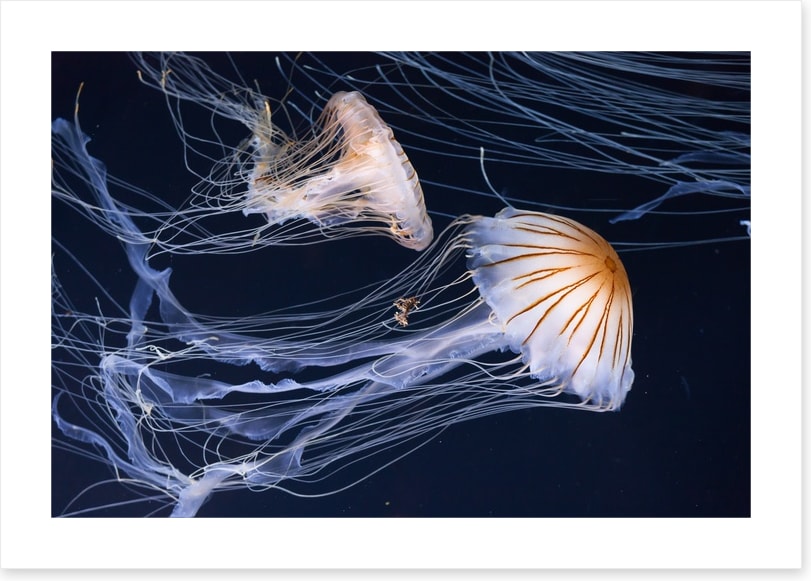 Two jellyfish
