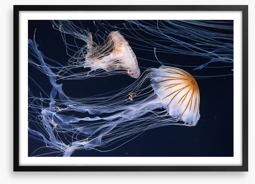 Two jellyfish