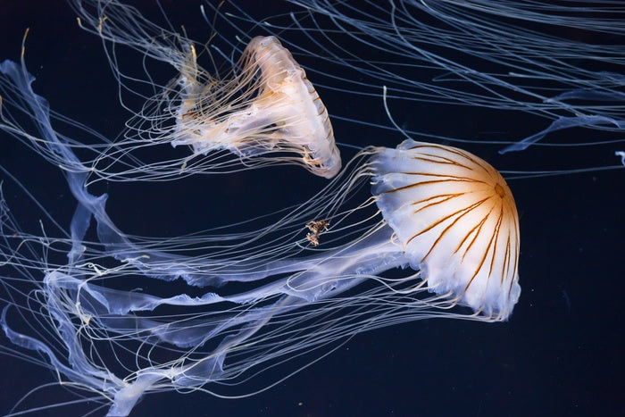 Two jellyfish