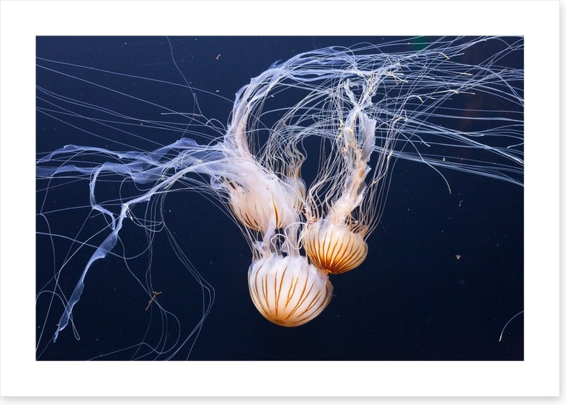 Three jellyfish