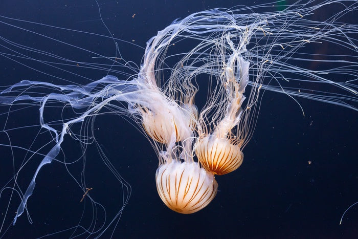 Three jellyfish