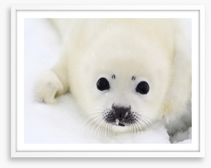 Baby harp seal pup