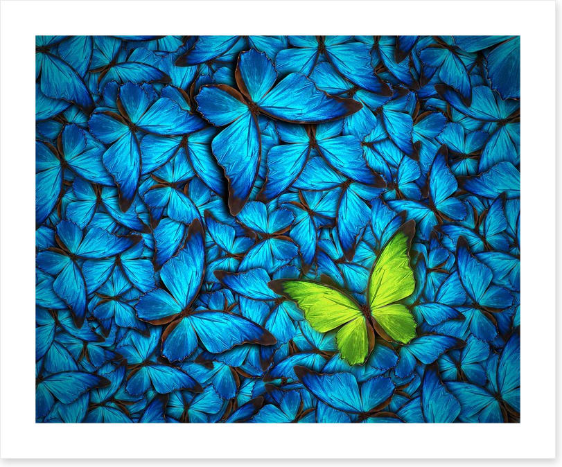 One yellow butterfly