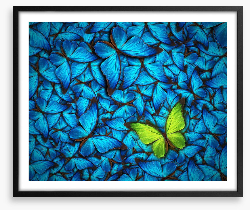 One yellow butterfly