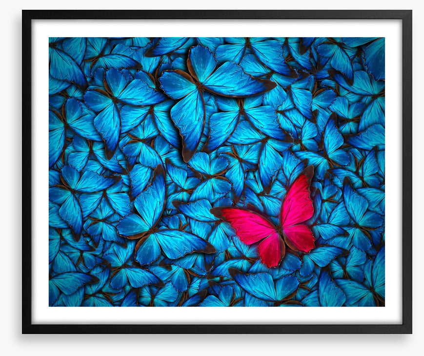 One pink butterfly