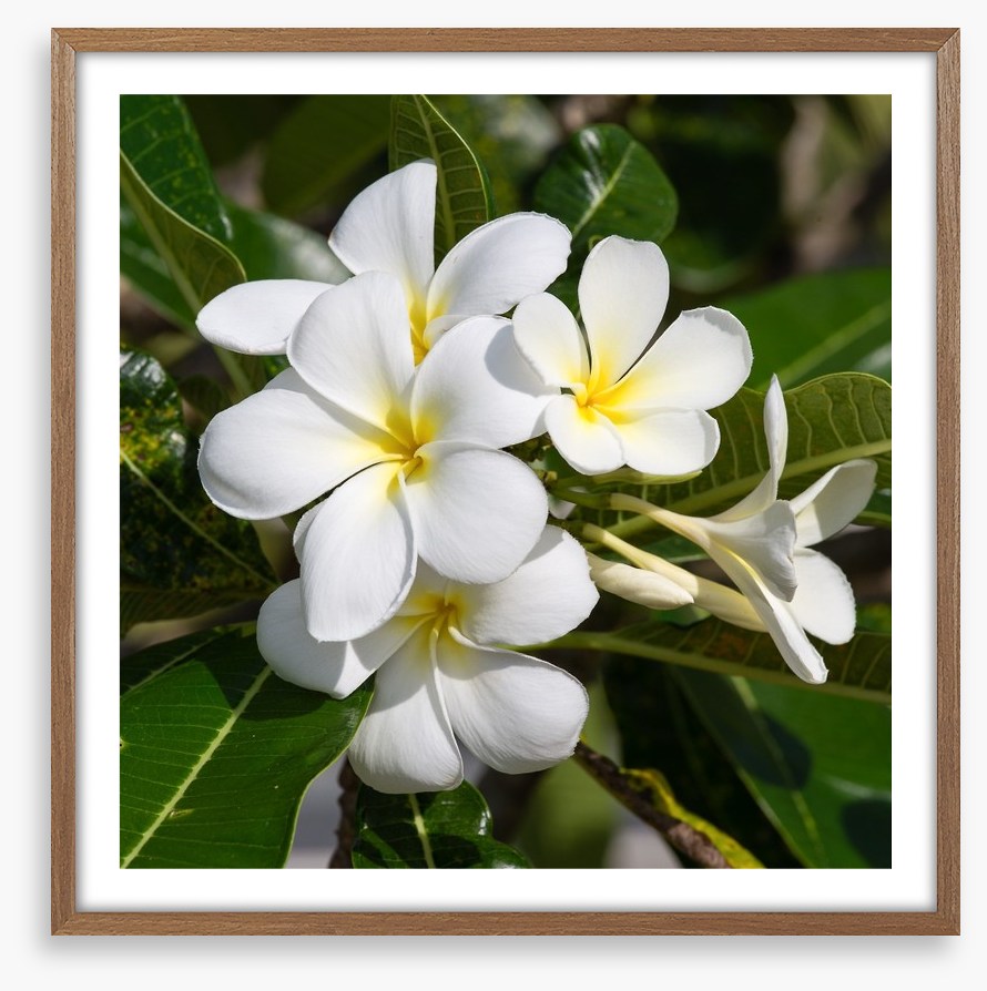 White Frangipani in full bloom