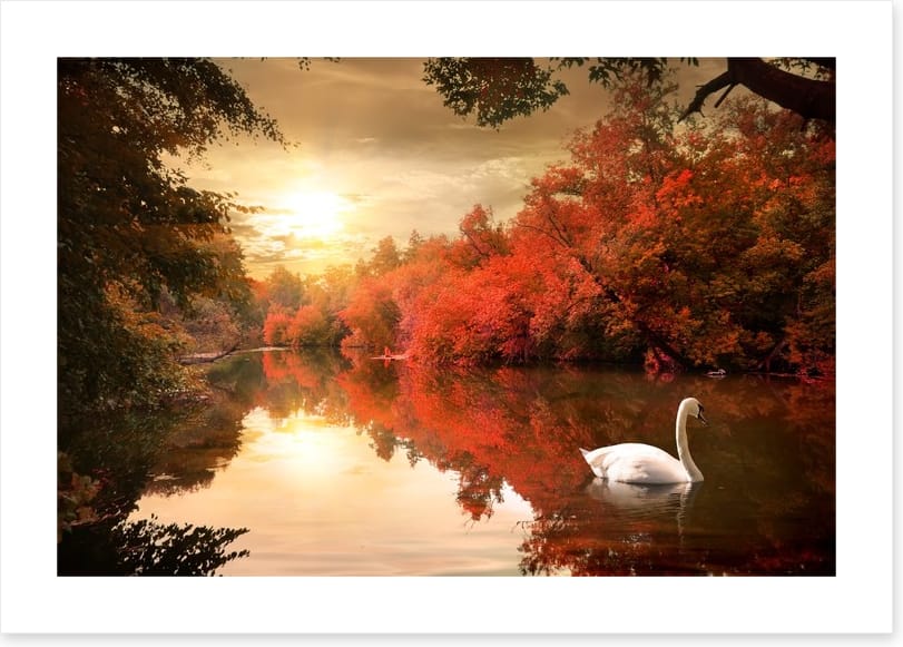 Autumn swan