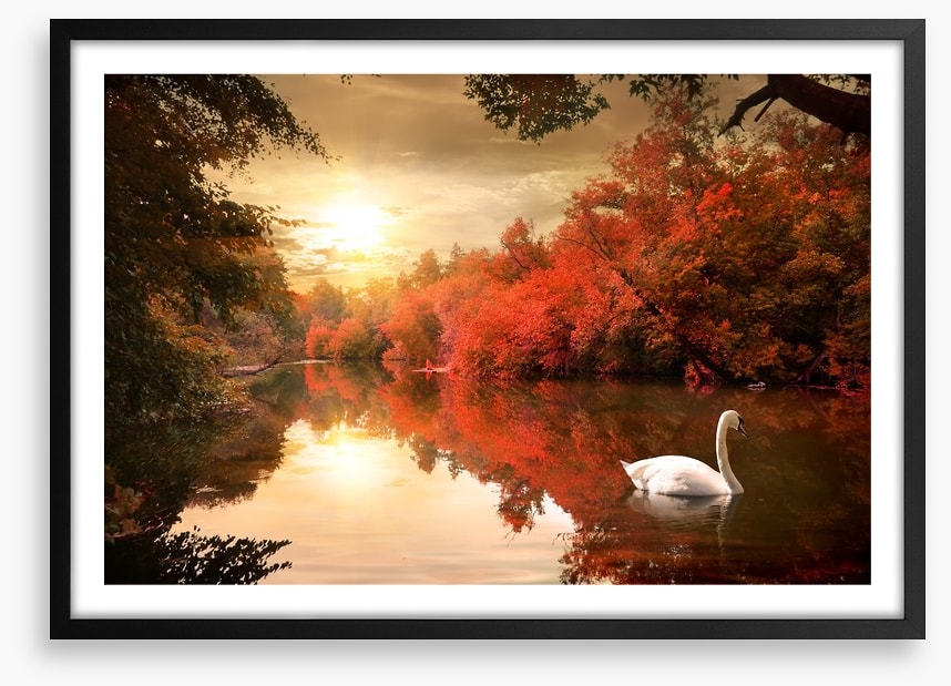 Autumn swan